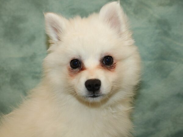 American Eskimo-DOG-Female-White-19366-Petland Rome, Georgia