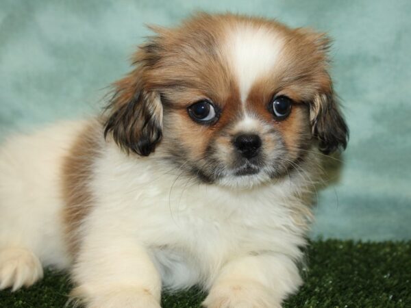 Pekingese-DOG-Male-Sable-19353-Petland Rome, Georgia