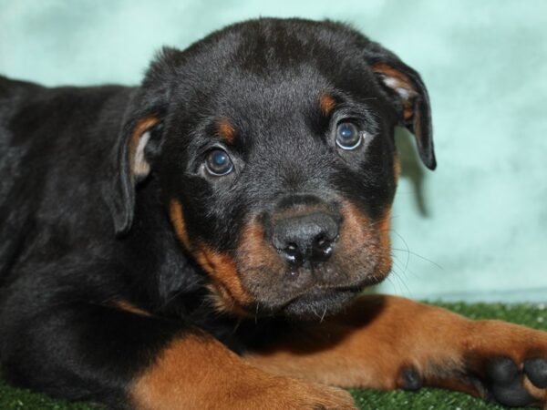 Rottweiler DOG Male Black & Tan 19355 Petland Rome, Georgia