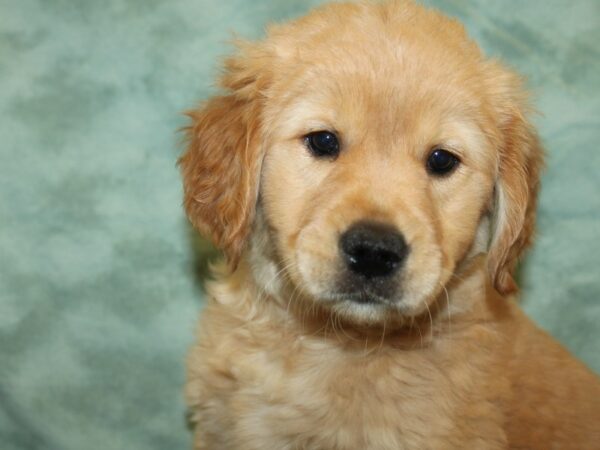 Golden Retriever DOG Female Gold 19356 Petland Rome, Georgia