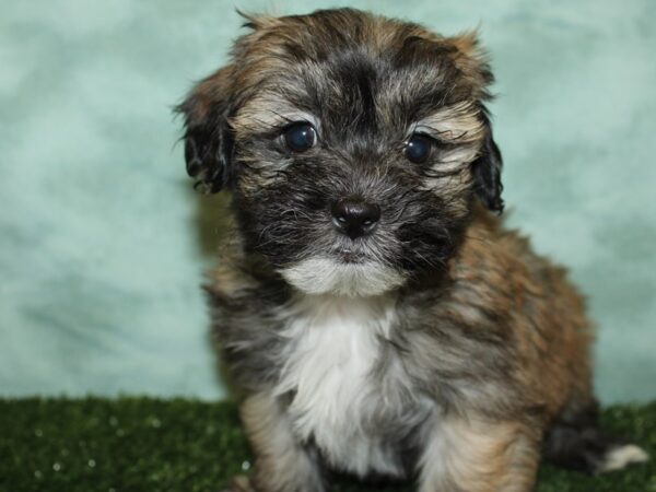 Teddy Bear DOG Male BROWN WH 19357 Petland Rome, Georgia