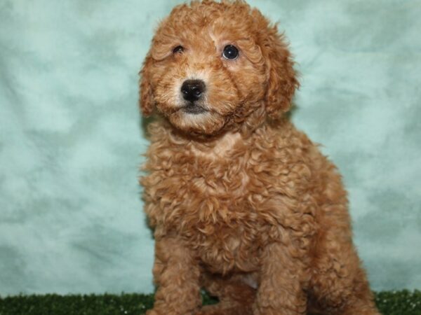 F2 MINI GOLDENDOODLE DOG Female Red 19354 Petland Rome, Georgia