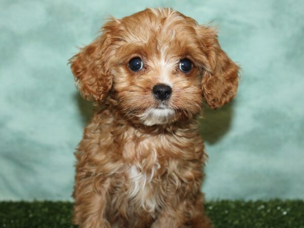 Cavalier King/Poodle DOG Male Red 8768 Petland Rome, Georgia