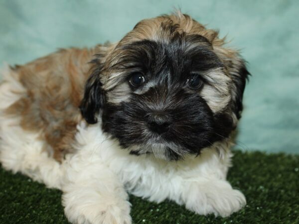 Havanese DOG Male TAN WHITE 8780 Petland Rome, Georgia