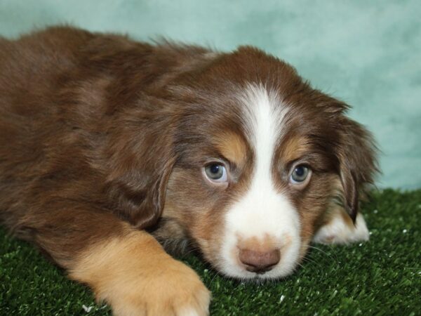 Miniature Australian Shepherd DOG Male RED TRI 8775 Petland Rome, Georgia