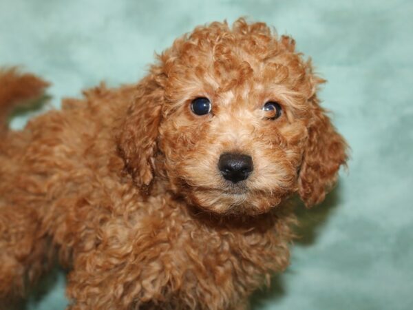 F2 MINI GOLDENDOODLE DOG Male Red 8772 Petland Rome, Georgia