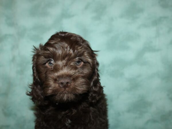 Cockapoo DOG Male Chocolate 19376 Petland Rome, Georgia