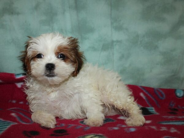 ShizaPoo DOG Female Chocolate / White 19375 Petland Rome, Georgia