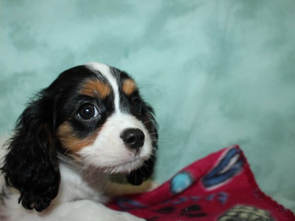 Cavalier King Charles Spaniel DOG Male Tri-Colored 8789 Petland Rome, Georgia