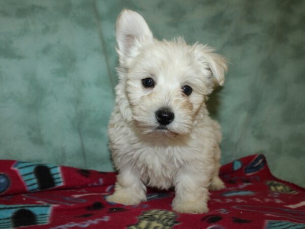 West Highland White Terrier-DOG-Male-White-8788-Petland Rome, Georgia