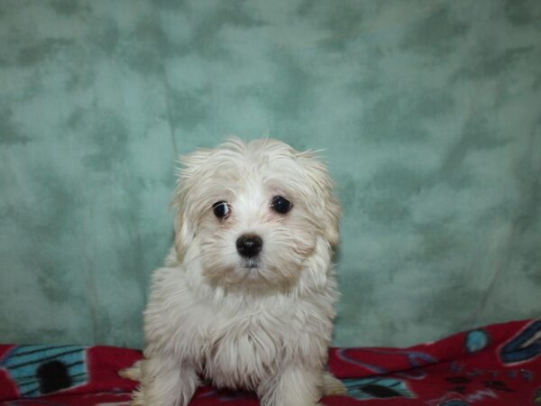 Maltese DOG Female White 8790 Petland Rome, Georgia