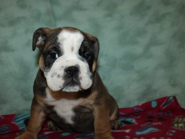 Bulldog-DOG-Male-Fawn / White-8785-Petland Rome, Georgia