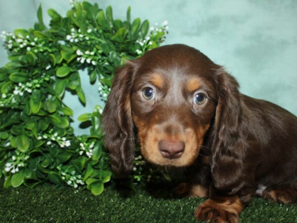 Dachshund DOG Male Chocolate 19380 Petland Rome, Georgia