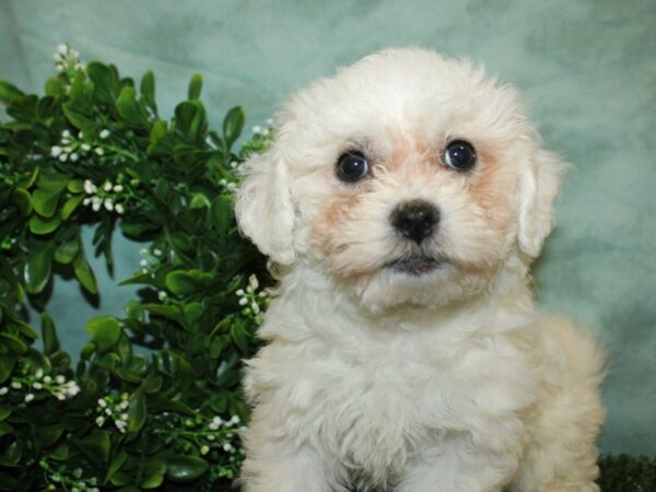 Bichon Frise DOG Female White 8793 Petland Rome, Georgia