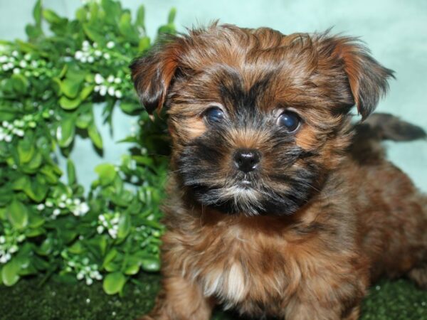 Shorkie-DOG-Male-Gold-8791-Petland Rome, Georgia