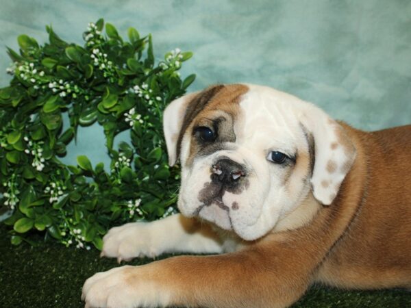 English Bulldog DOG Male Red 8753 Petland Rome, Georgia