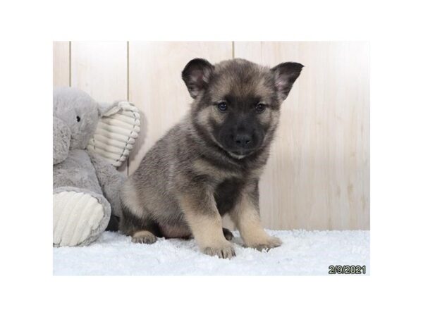 Norwegian Elkhound DOG Female Black / Silver 19383 Petland Rome, Georgia