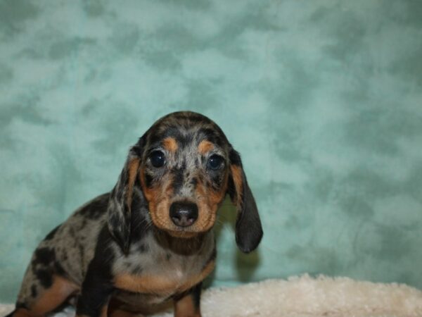 Dachshund DOG Female SILVER DAPLE 8804 Petland Rome, Georgia