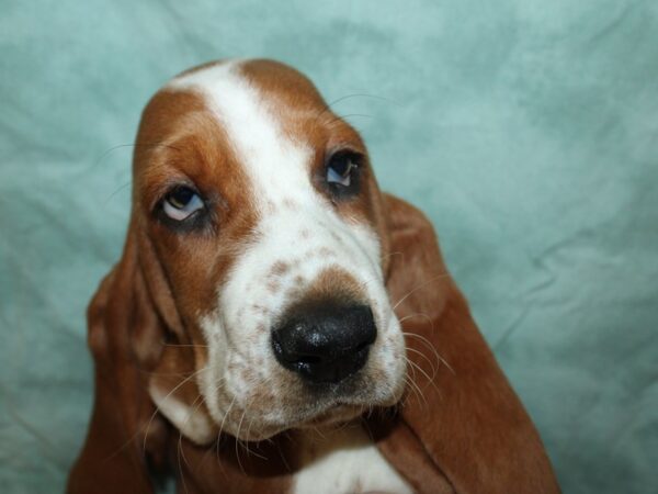 Basset Hound DOG Female Brown / White 8797 Petland Rome, Georgia