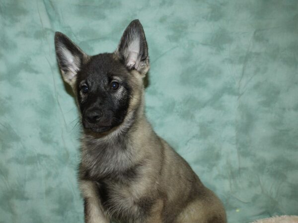 Norwegian Elkhound DOG Male Black / Silver 8798 Petland Rome, Georgia