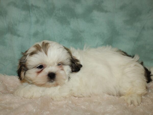 Shih Tzu DOG Male Brown & White 8805 Petland Rome, Georgia