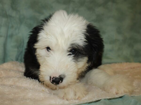 Old English Sheepdog-DOG-Male-BLK WHITE-19386-Petland Rome, Georgia