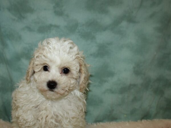 Poo Chon-DOG-Male-APRICOT-19387-Petland Rome, Georgia