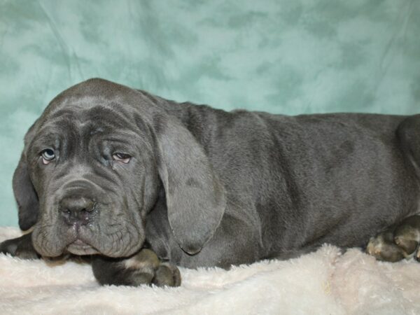 Neapolitan Mastiff DOG Male Blue 19396 Petland Rome, Georgia