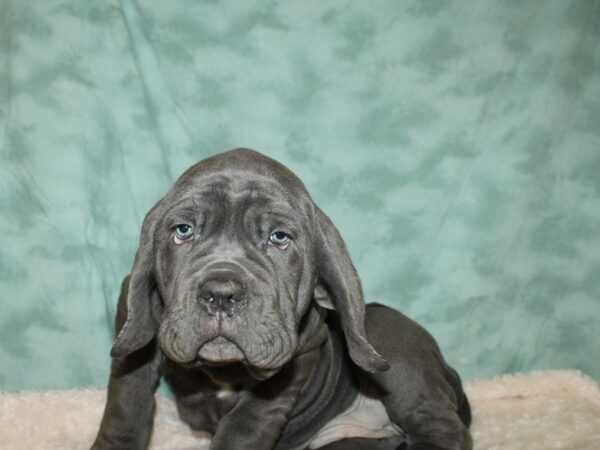 Neapolitan Mastiff DOG Male Blue 8806 Petland Rome, Georgia