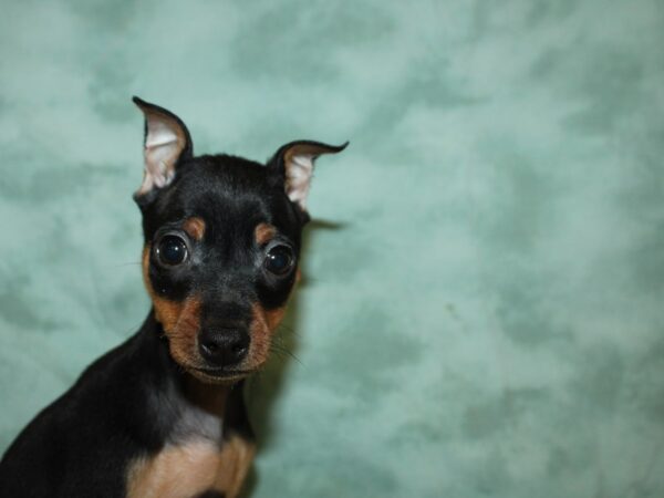 Miniature Pinscher DOG Male Black / Rust 19382 Petland Rome, Georgia