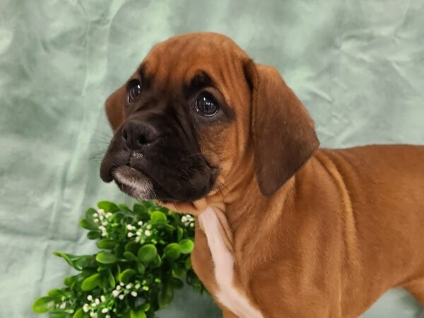 Boxer DOG Female brindle white 19402 Petland Rome, Georgia