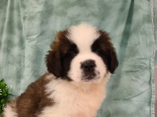 Saint Bernard-DOG-Male--19412-Petland Rome, Georgia