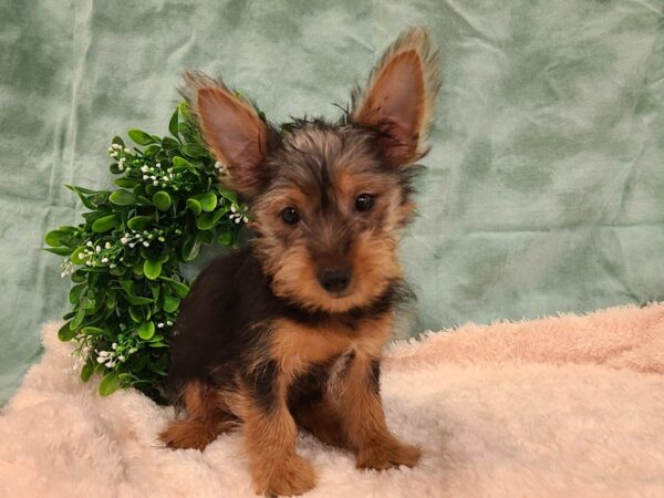 Silky Terrier DOG Male Silver Black and Tan 19404 Petland Rome, Georgia