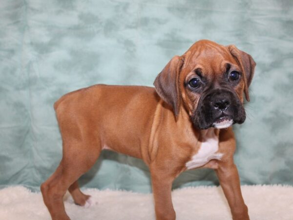 Boxer-DOG-Female-Brindle With Black Mask-8811-Petland Rome, Georgia