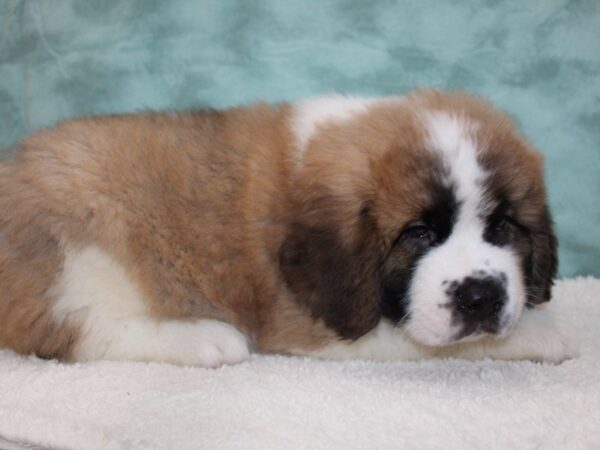 Saint Bernard DOG Male Sable White 8810 Petland Rome, Georgia