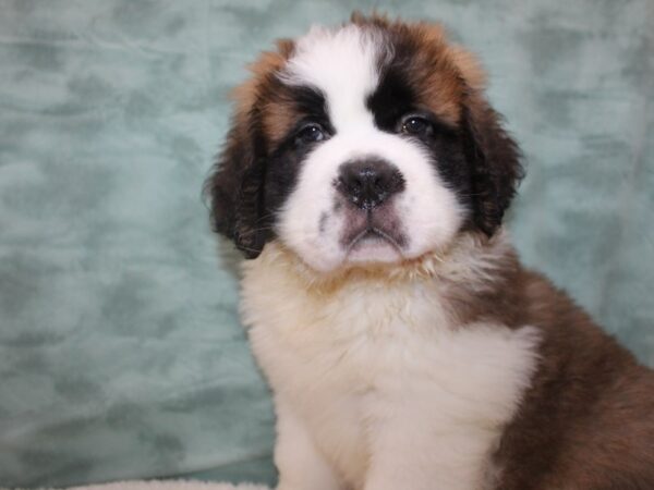 Saint Bernard-DOG-Male-Red / Wh-8814-Petland Rome, Georgia