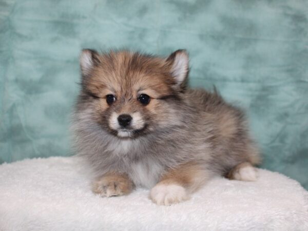 Pomeranian DOG Female brindle 8812 Petland Rome, Georgia