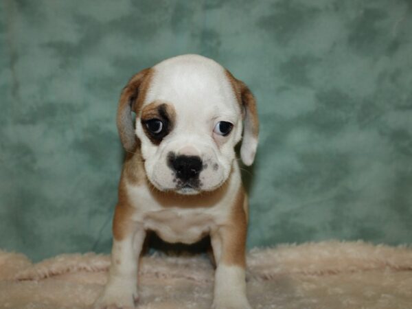 Bull Puggle-DOG-Female-BROWN WH-19424-Petland Rome, Georgia