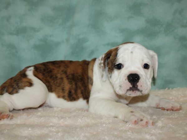 Old English Bulldog DOG Female Red Brindle and White 19418 Petland Rome, Georgia