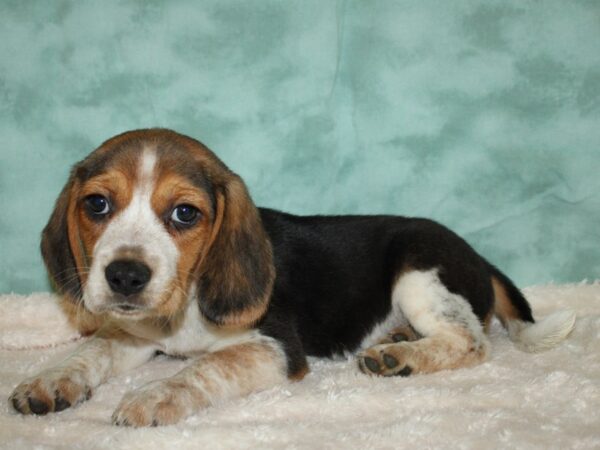 Beagle DOG Male Black White and Tan 19419 Petland Rome, Georgia