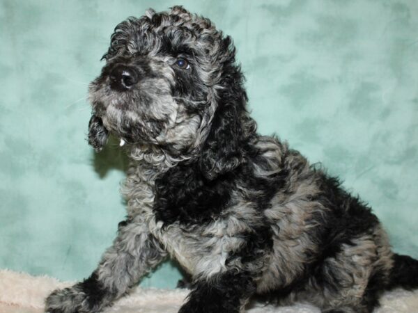 F2 ST Goldendoodle-DOG-Male-Blue Merle-19417-Petland Rome, Georgia