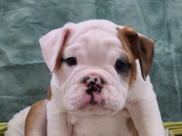 English Bulldog DOG Female White 8823 Petland Rome, Georgia