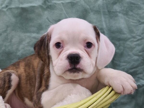 Bull Puggle DOG Male BROWN MERLE 8834 Petland Rome, Georgia