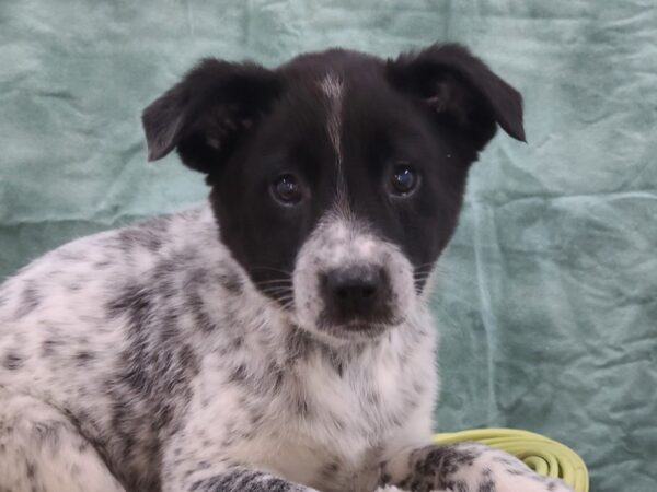 Border Heeler-DOG-Male-Black-8828-Petland Rome, Georgia