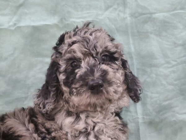 F2 ST Goldendoodle-DOG-Female-Blue Merle-8826-Petland Rome, Georgia