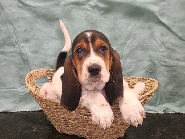 Basset Hound DOG Male Tri 19431 Petland Rome, Georgia