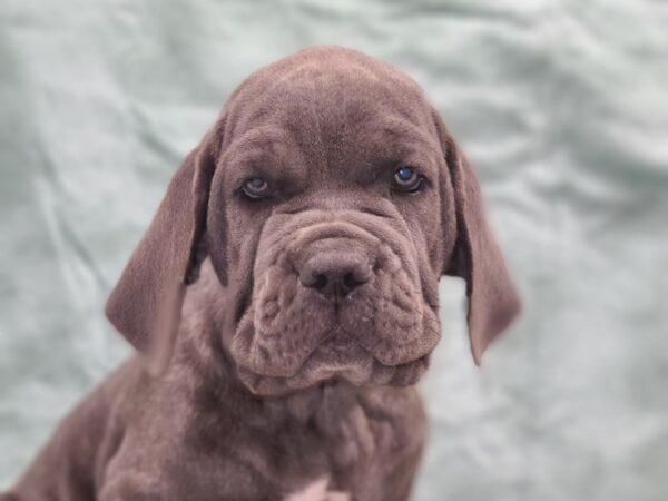 Neapolitan Mastiff DOG Male Blue 19439 Petland Rome, Georgia