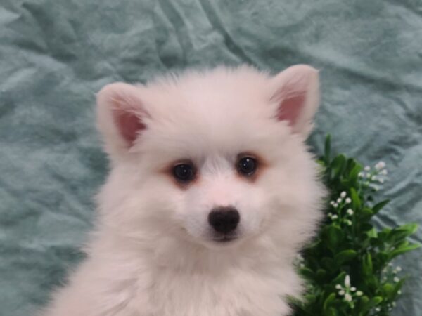 American Eskimo-DOG-Male-White-19442-Petland Rome, Georgia