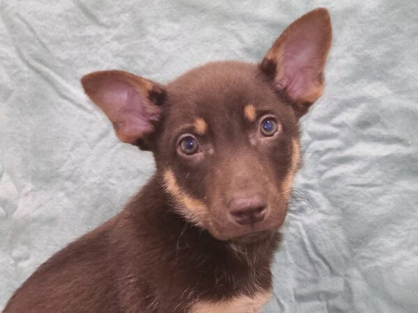 German Shepherd Husky-DOG-Male-Choc-19453-Petland Rome, Georgia