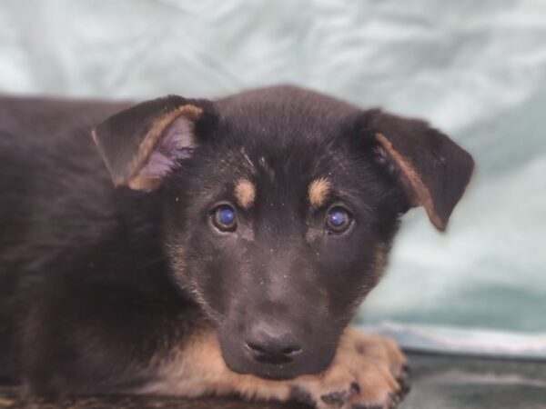 German Shepherd Husky-DOG-Male-Blk&Tan-19452-Petland Rome, Georgia